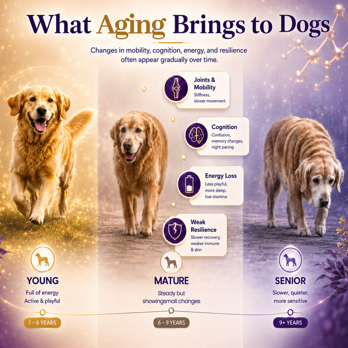 VUN NAD+ Longevity Supplement for Senior Dogs & Cats Cognitive
