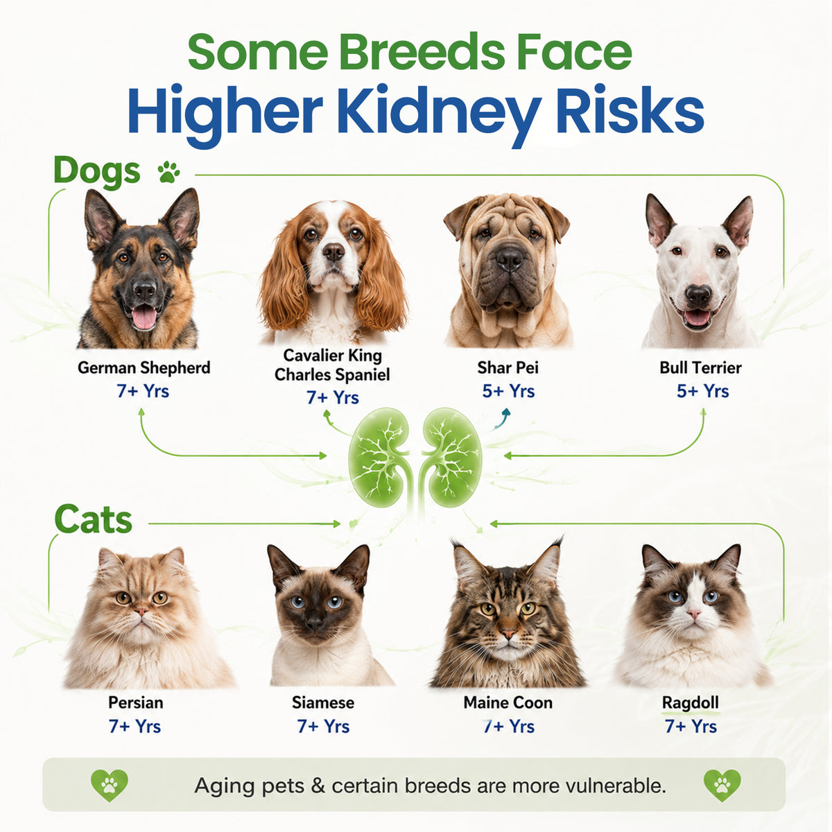 VUN Kidney Support Supplement for Dogs & Cats,Dog Liquid Herbal Kidney