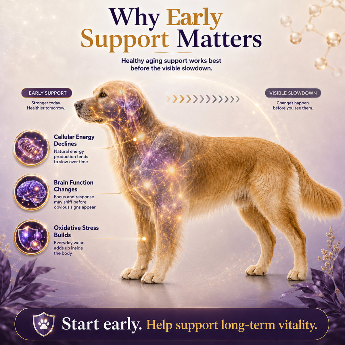 VUN NAD+ Longevity Supplement for Senior Dogs & Cats Cognitive