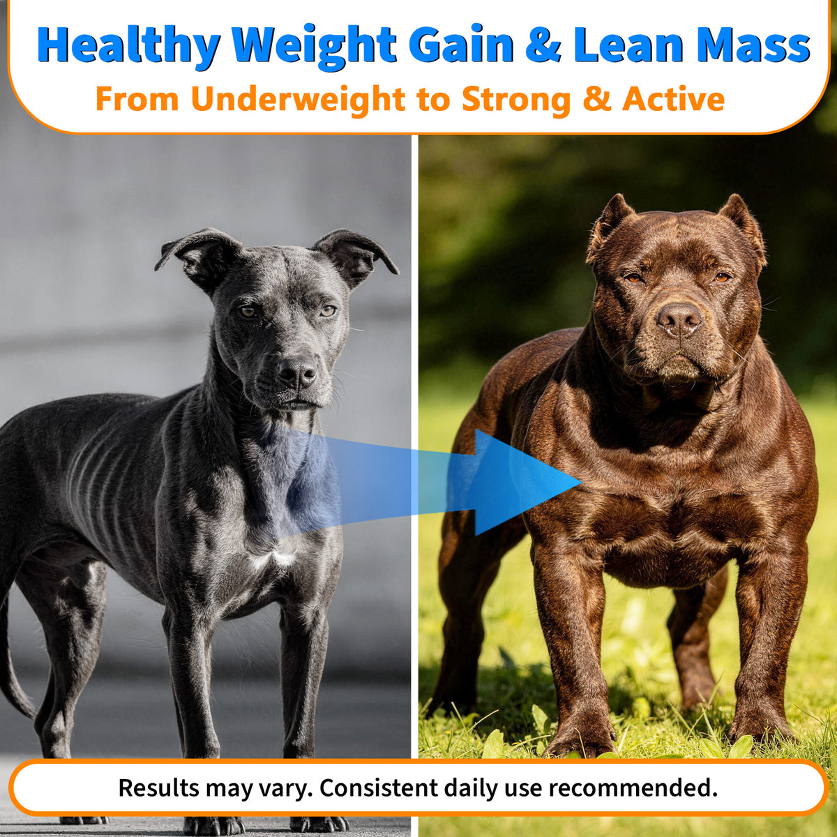 VUN Muscle Gain Power Soft Chews for Dogs– Dog Weight Gainer Treats