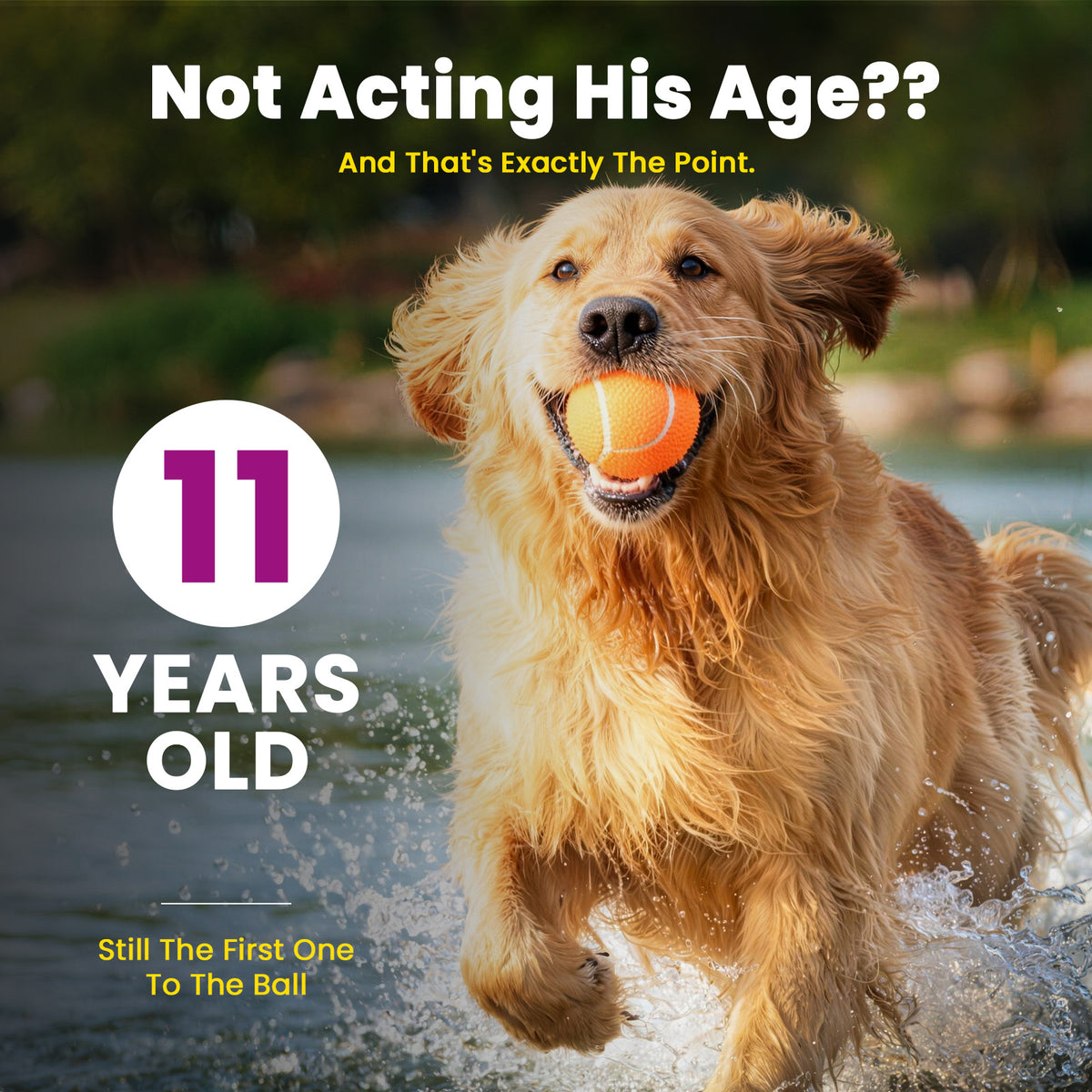 VUN Senior Dog NAD+ Longevity Supplement,NMN Healthy Aging Chews for Dogs