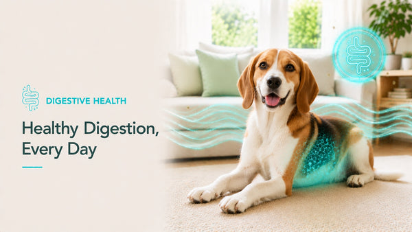 Digestive Health