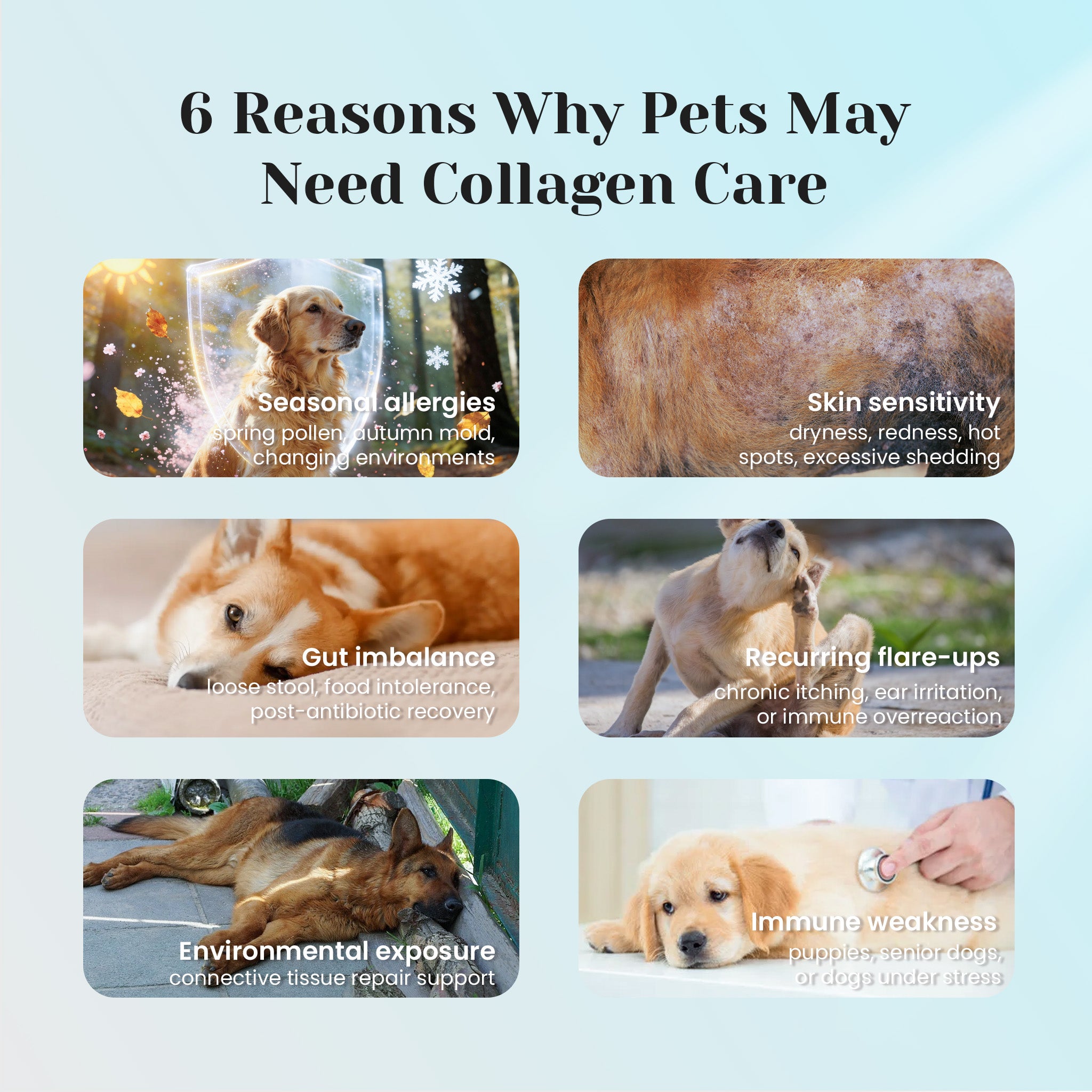 Allergy and immune soft chews for itchy skin paw licking and seasonal allergies | VUN Pet