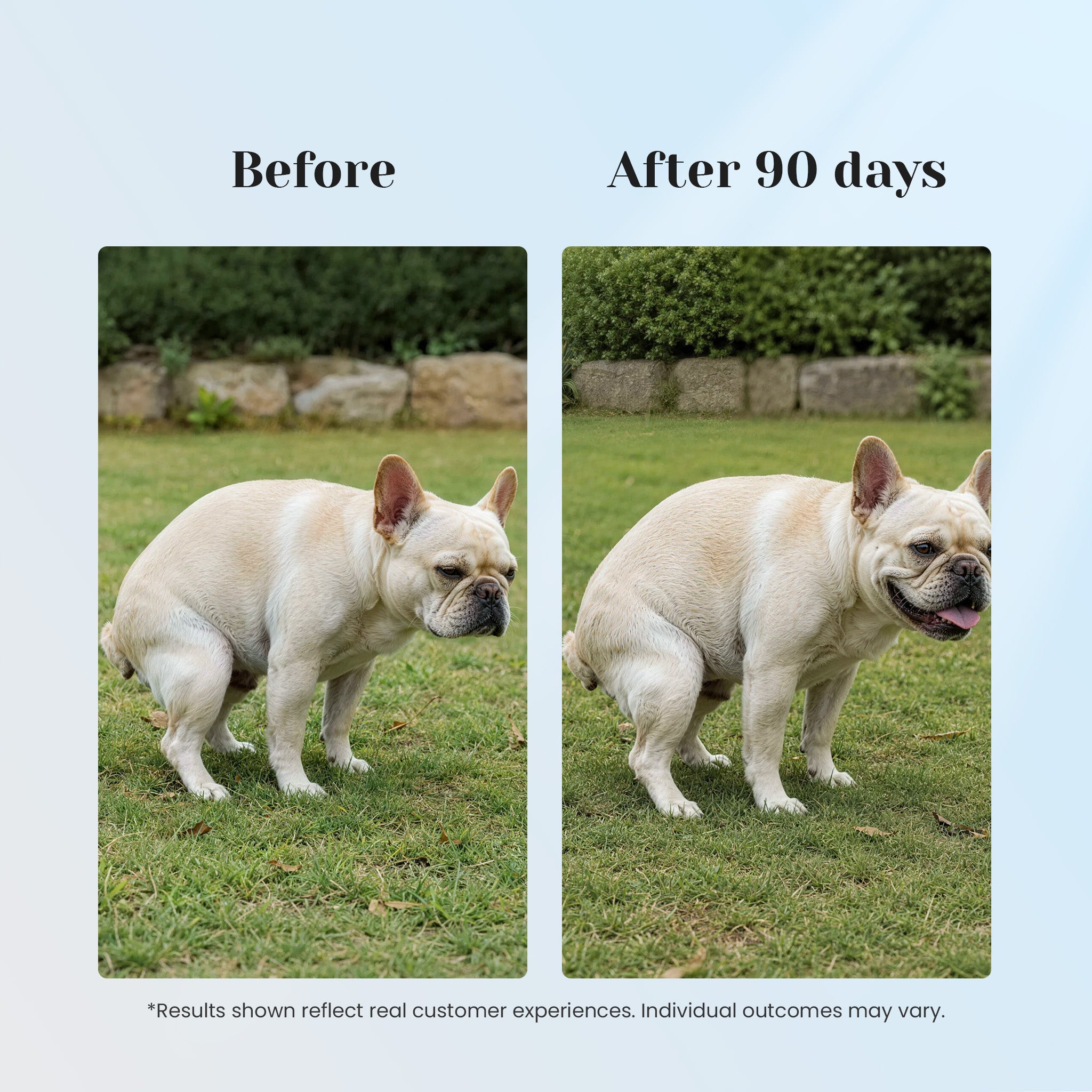 90 day wellness comparison with VUN Pet anal gland support soft chews for dogs