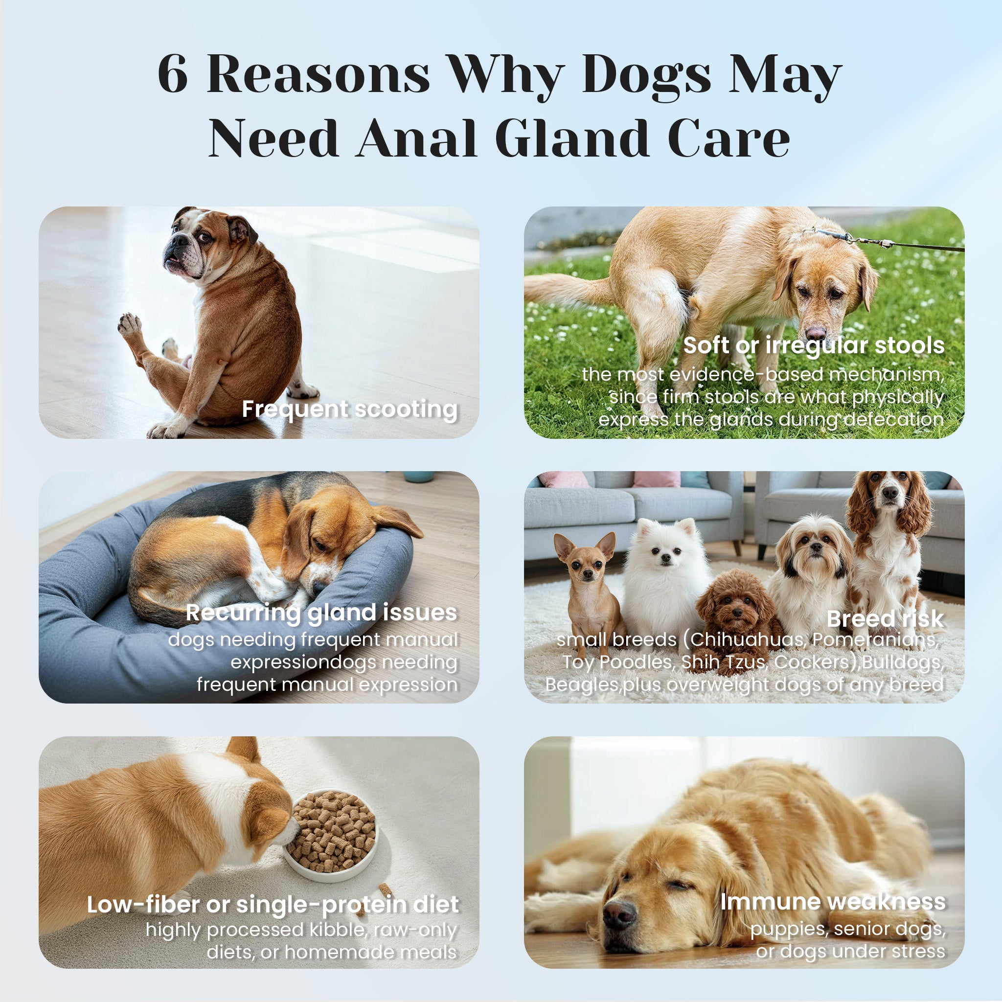 Anal gland support chews for dogs with scooting licking and anal gland discomfort
