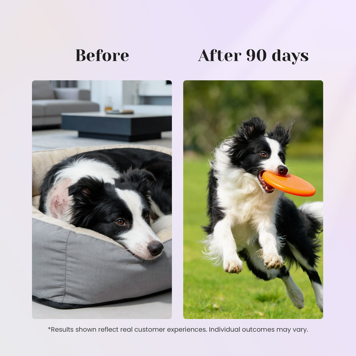 90 day wellness comparison with VUN Pet 25-in-1 multivitamin soft chews for dogs