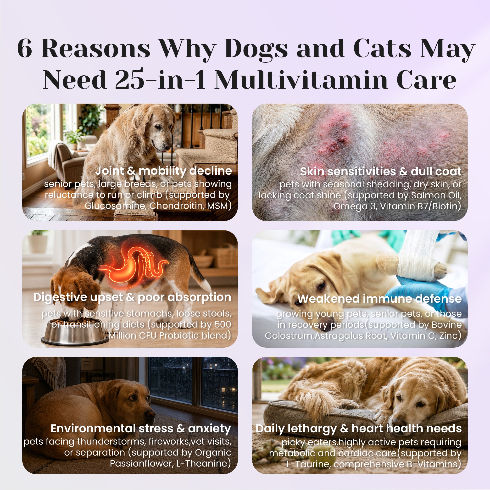Daily multivitamin support for dogs needing complete nutrition and overall wellness support