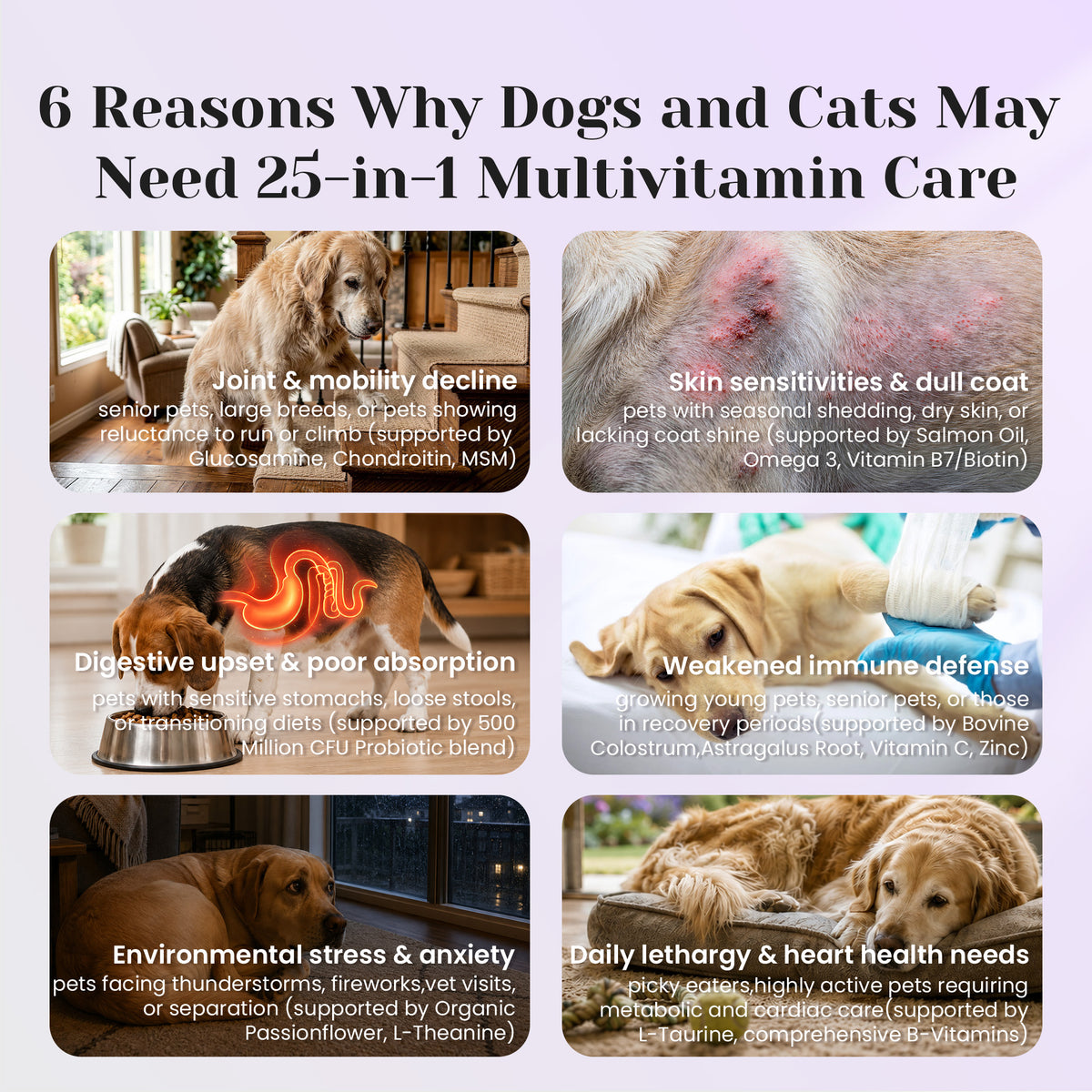 Daily multivitamin support for dogs needing complete nutrition and overall wellness support