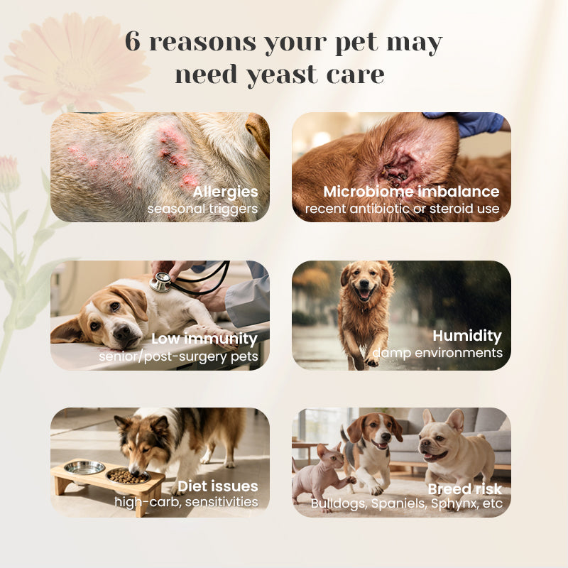 Yeast relief drops for itchy ears paws and skin irritation.